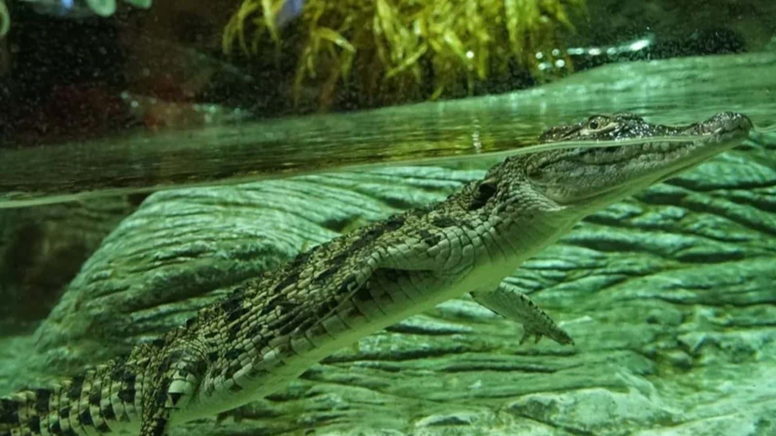 Charla Conoce a Chelo, Nando y Frankie