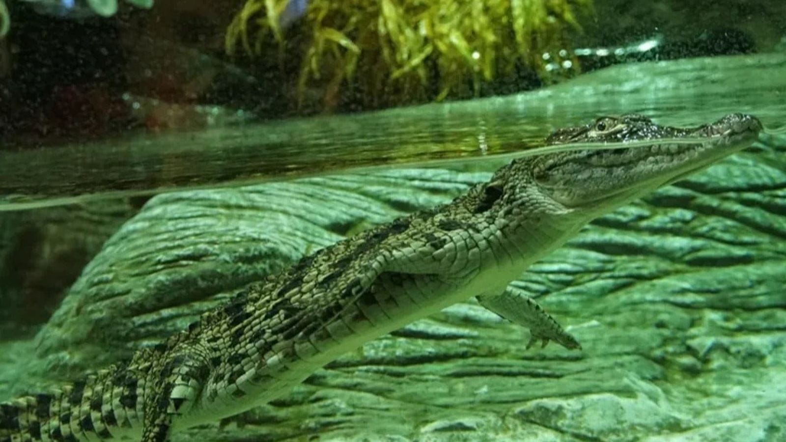 Charla Conoce a Chelo, Nando y Frankie