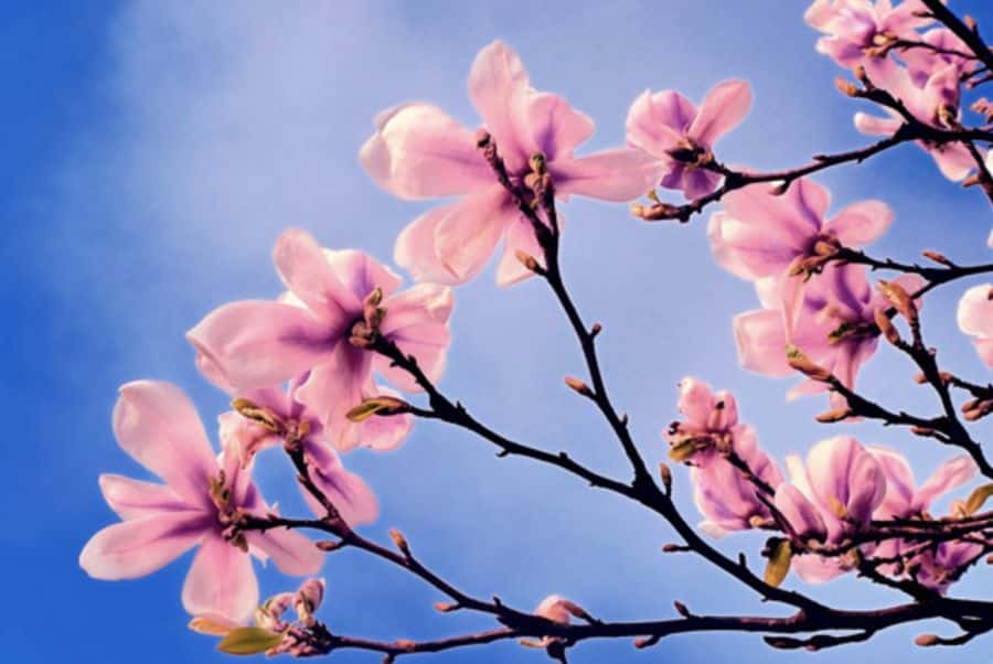 Cousi帽as xeitosas: Primavera!