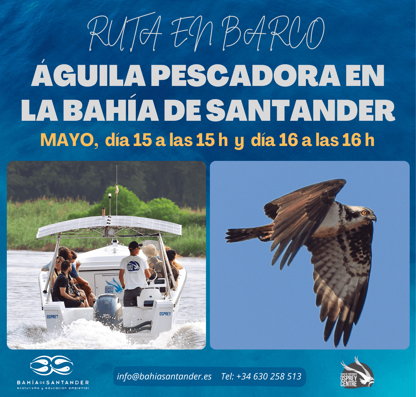Ruta en barco Águila pescadora en la Bahía de Santander