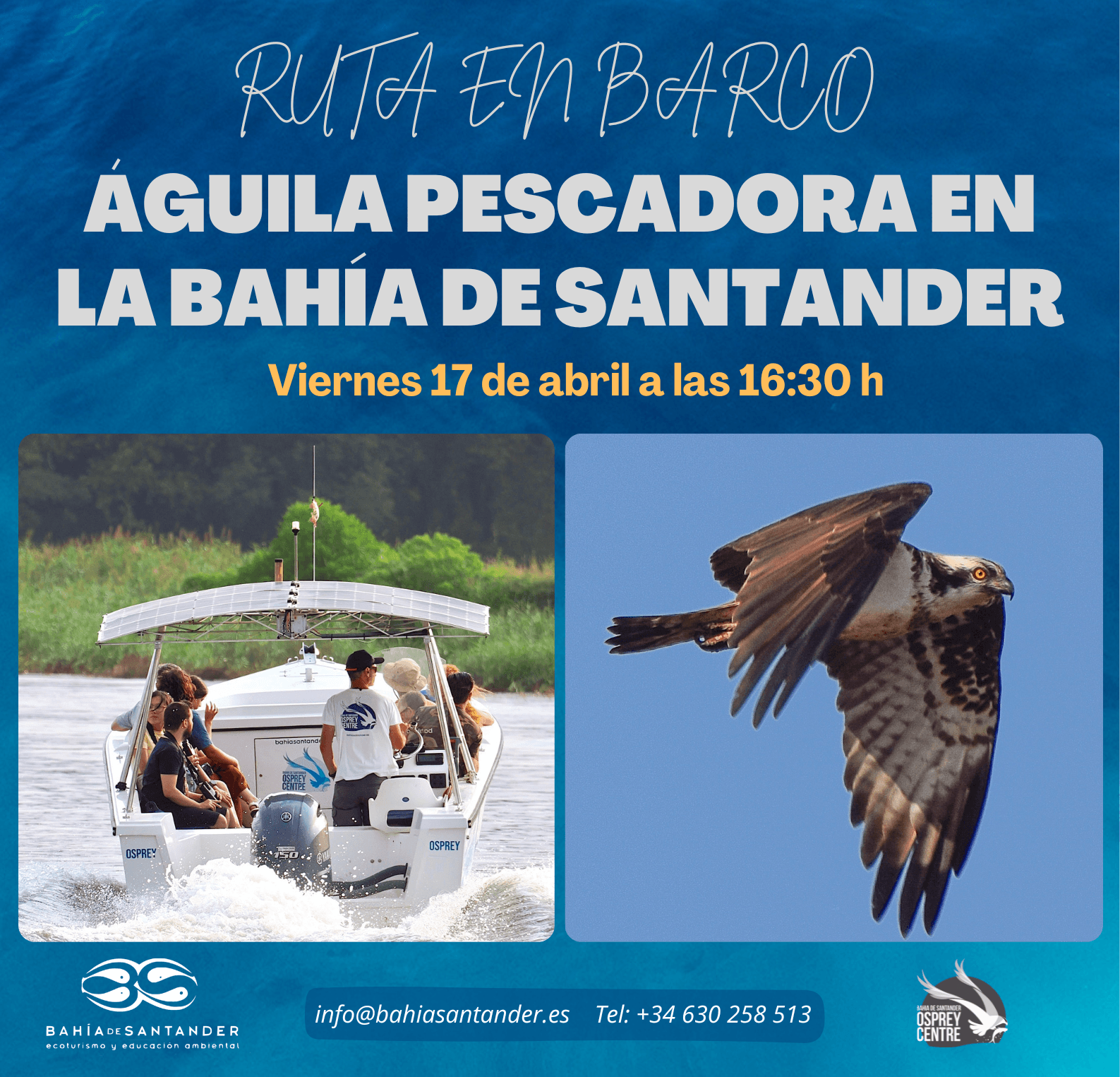 Águila pescadora en la Bahía de Santander