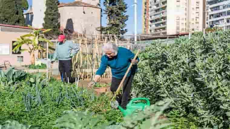 Mans a l'hort: El calendari de cultiu