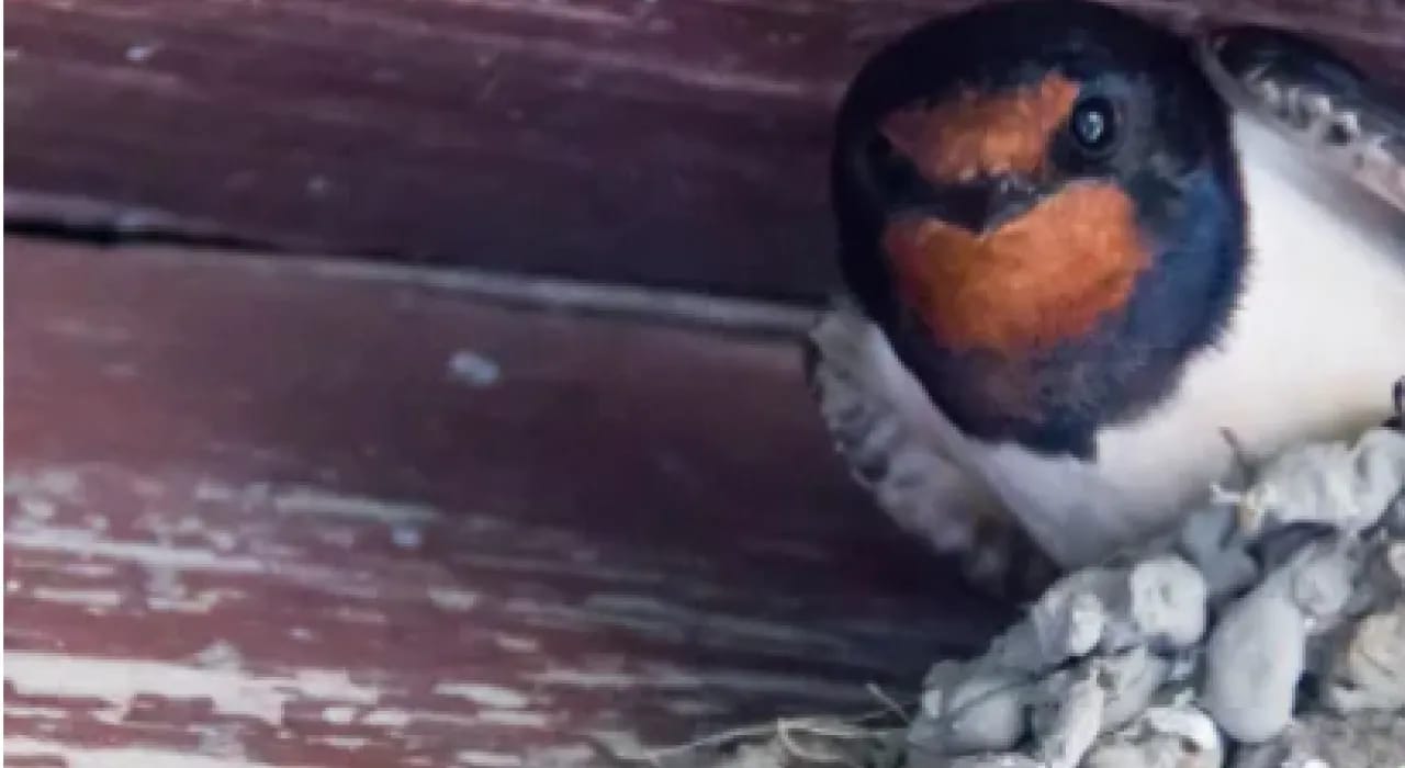 Cuentacuentos La golondrina, con Cheritrones