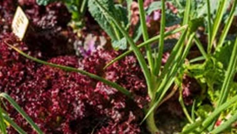 Introducció i disseny d'un hort ecològic: què hem de tenir en compte