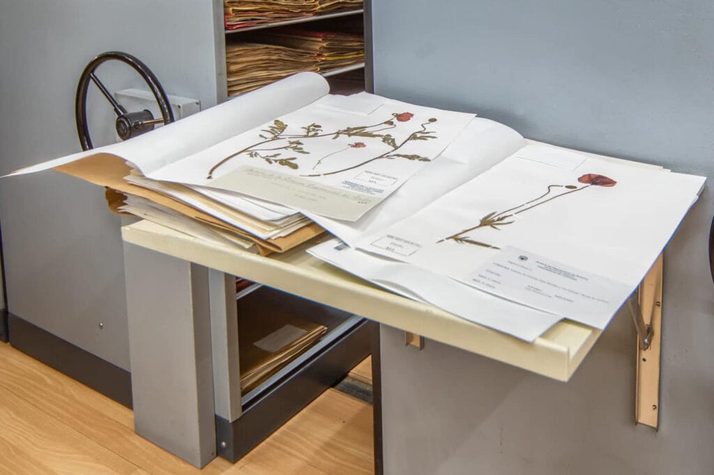 Visita guiada MOM: La colección del herbario del RJB-CSIC