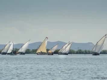 Exhibiciones de vela latina en l'Albufera