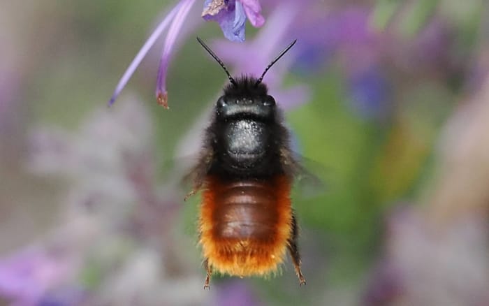 Taller: Abejas silvestres y otros polinizadores