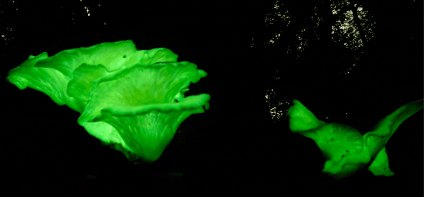 Fabulous Fungi and Hidden Physics