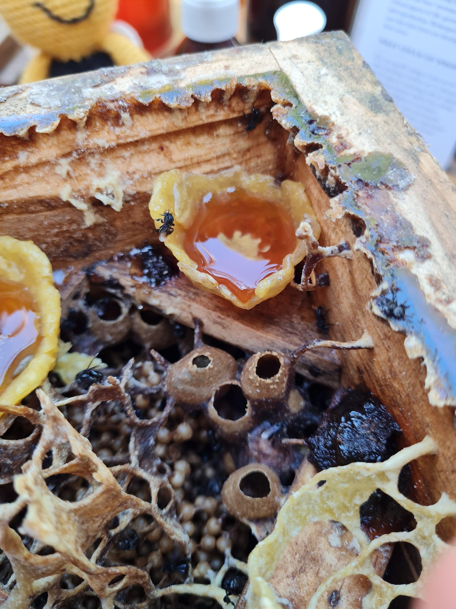Honey Tasting with Miel Nativa Kaban