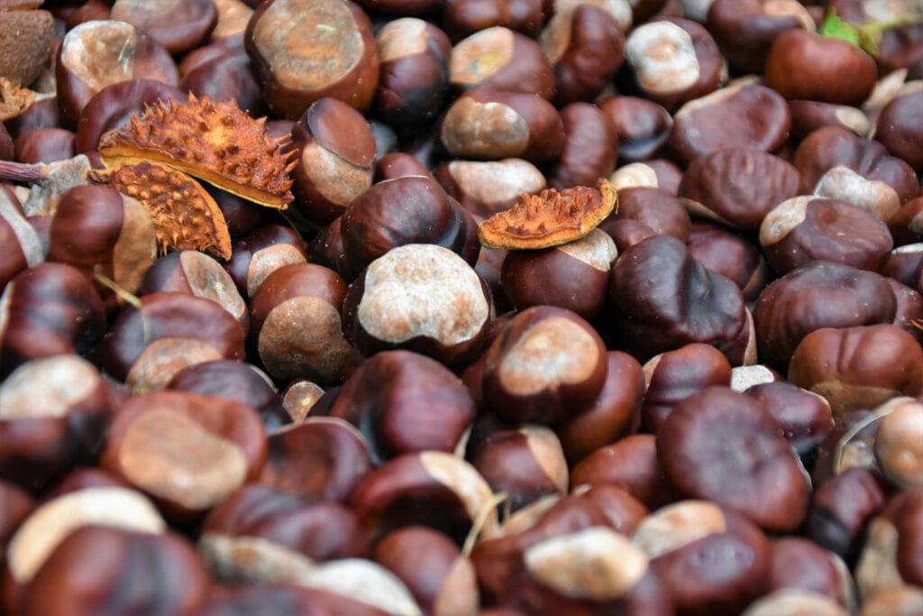 Visita guiada: Frutos del otoño