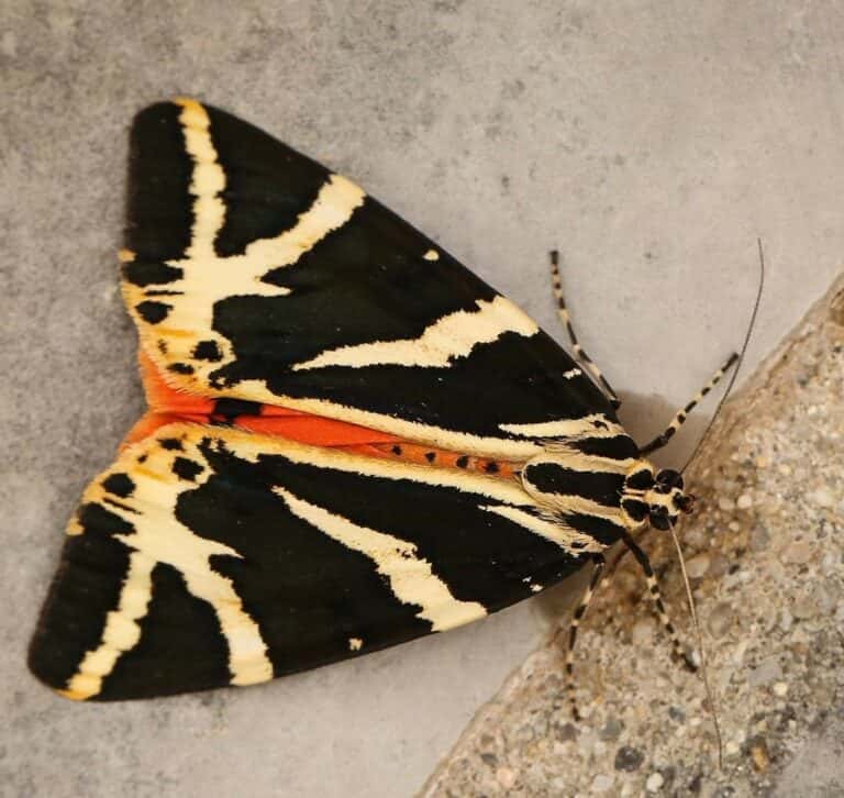 Moth Morning and Bug Hunt