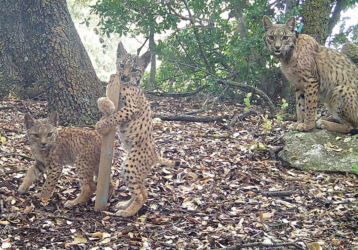 Festival Biotopías, la naturaleza cuenta