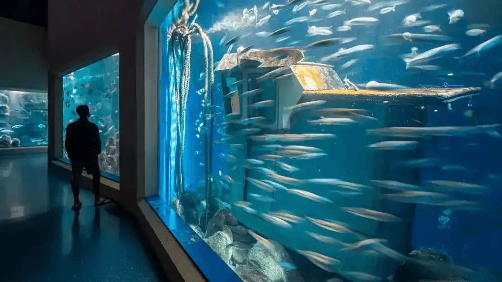 VIII Feira de Ciencia Isabel Zendal