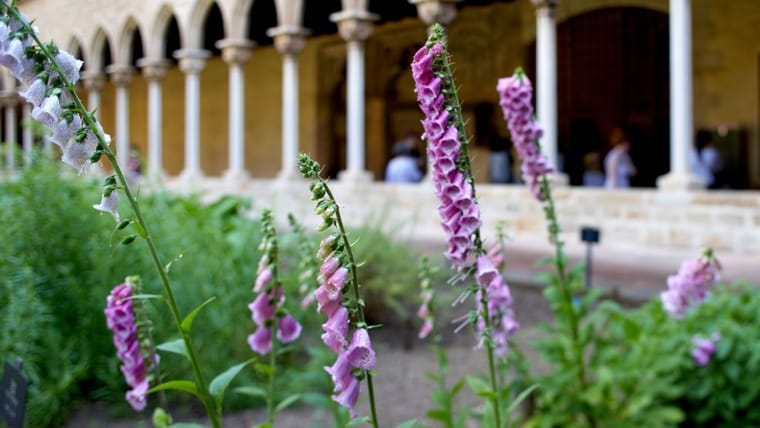 Plantes, remeis i apotecaris. El jardí medieval del monestir de Pedralbes