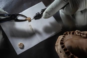 Revolución arqueogenética y organización social en la Prehistoria