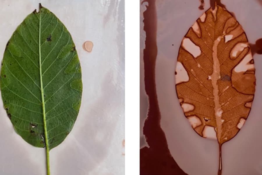 Unibertso fraktalak: zuhaitzen mundura bidaia