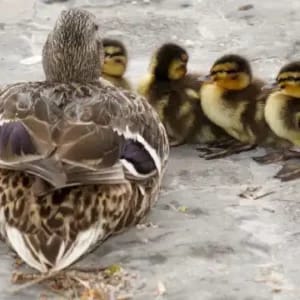 Actividad familiar: Salburua y sus aves en familia