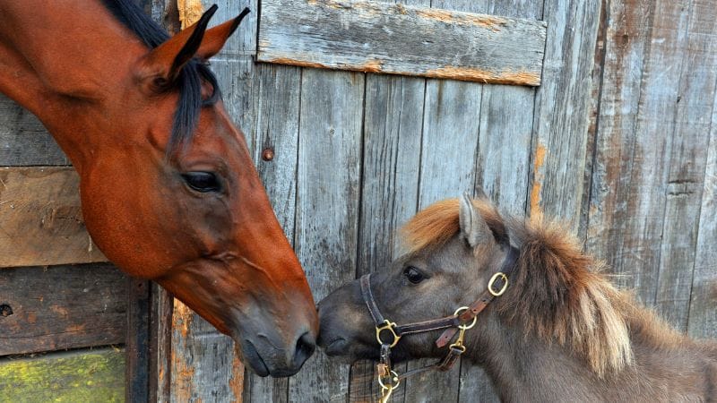 Xuntanza Cabalar de O Freixo 2026