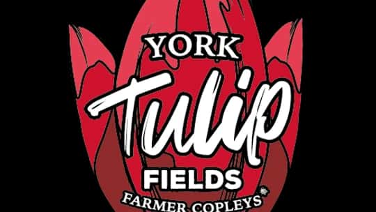 York Tulip Fields