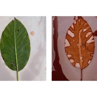 Unibertso fraktalak: zuhaitzen mundura bidaia