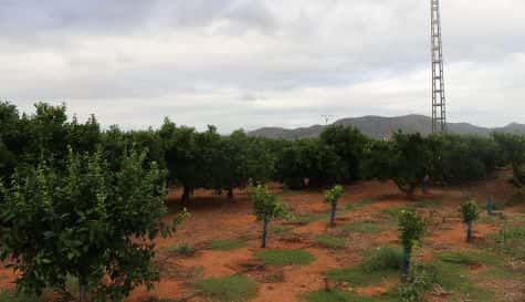 Día Municipal de la Agricultura
