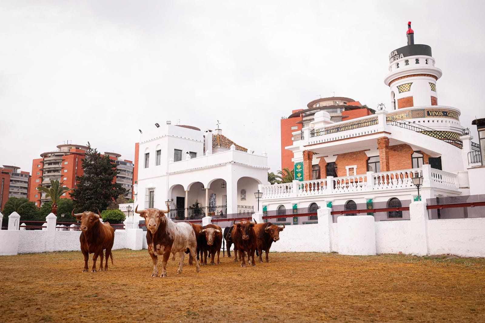 Exhibición de toros en la Real Venta de Antequera