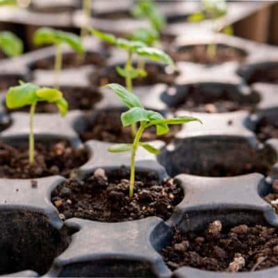Taller práctico sobre producción y cuidado del plantel