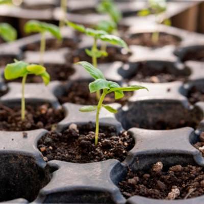 Taller práctico sobre producción y cuidado del plantel