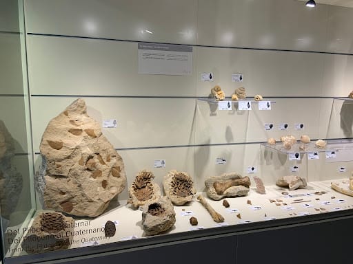 Museo Paleontológico de Elche: qué ver y precios