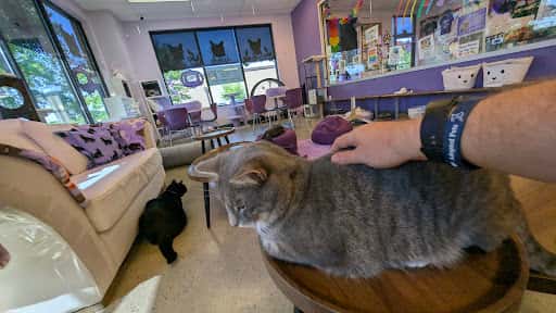 Café y adopción felina en Purrfect Pair Cat Cafe