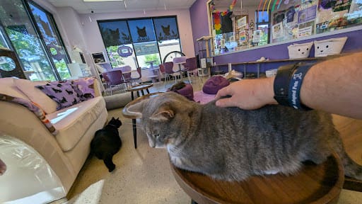 Café y adopción felina en Purrfect Pair Cat Cafe