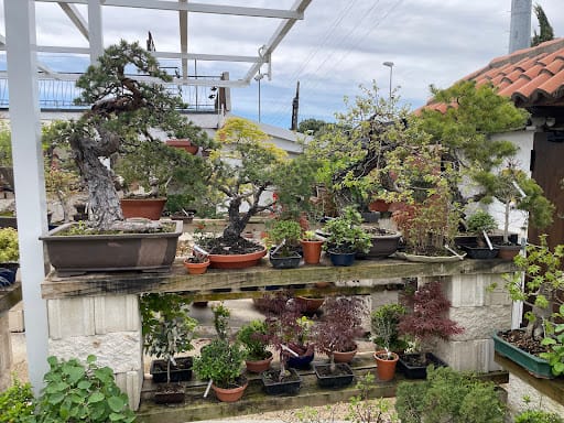 Laos Garden: especialista en bonsáis en Las Rozas