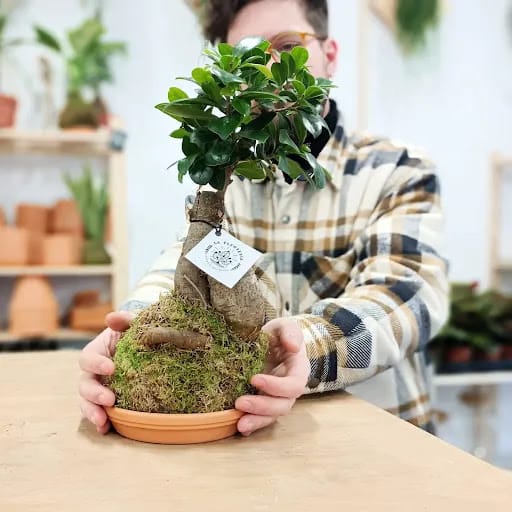La Plantería Espacio Botánico en el Casco Antiguo