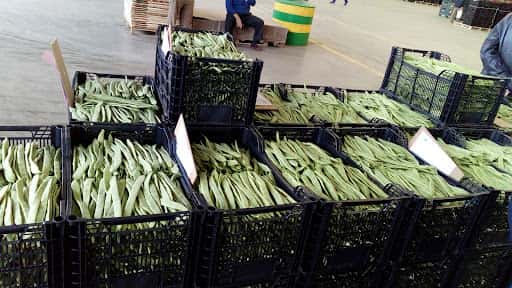 Agroejido: subasta hortofrutícola en El Ejido