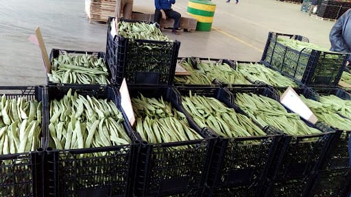 Agroejido: subasta hortofrutícola en El Ejido