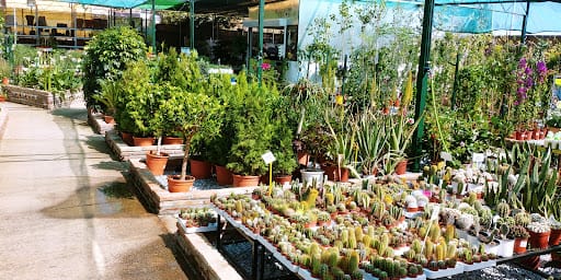 Garden El Morlaco: plantas raras y terrarios en Málaga