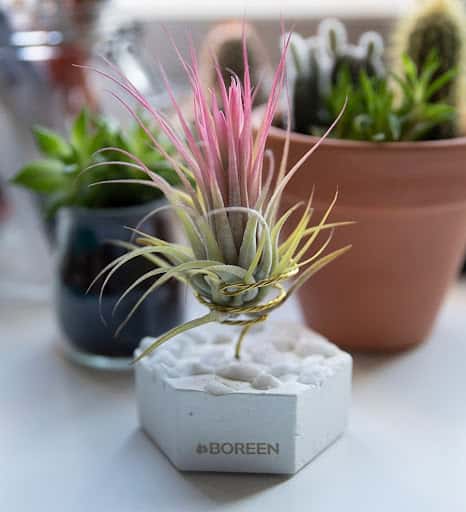Boreen Shop: plantas de aire y terrarios en Sant Cugat