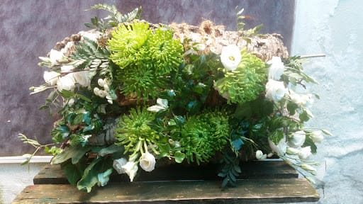 Flor de Holanda: plantas exóticas y terrarios en Valladolid