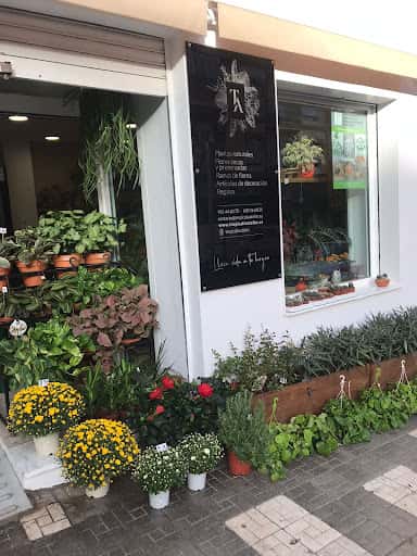 Tropicalia Atelier: plantas de interior y terrarios en Málaga