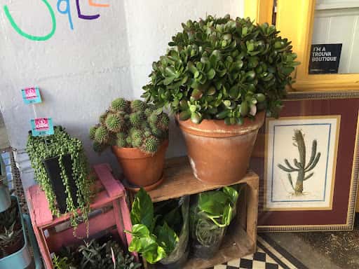 Hi Cacti in Seven Dials: Plants, Terrariums and Café