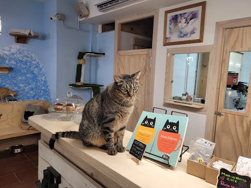 Espai de Gats: cat café y centro de adopción en Gràcia