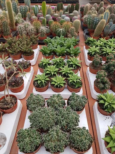 Agroideas: cactus de colección y plantas raras en Murcia