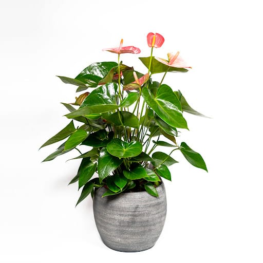 Bitxilore Floristas: arte floral y eventos en Zabalgana