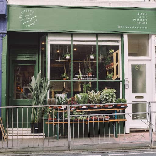 Between Two Thorns: Indoor Plants and Workshops in Brighton