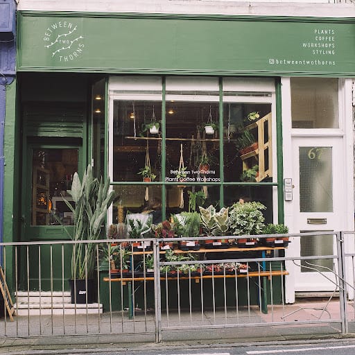 Between Two Thorns: Indoor Plants and Workshops in Brighton