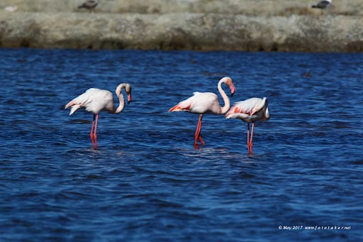 Observatorio de Aves de las Salinas de Bonanza