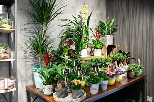 Floristería San Alberto Núñez en Pamplona: flores y servicios