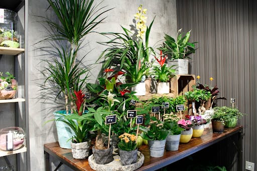 Floristería San Alberto Núñez en Pamplona: flores y servicios