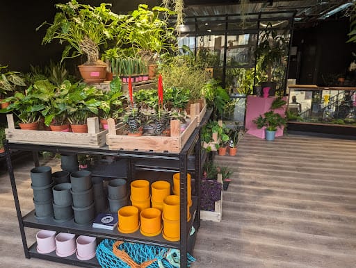 Hugo & Green: Botánica exótica y plantas en Brighton