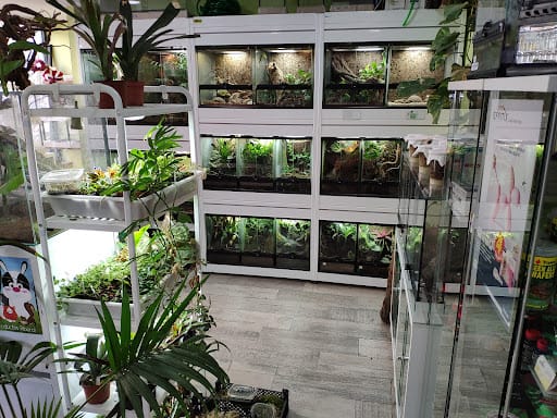 Seciliatus Mascotas: terrarios y reptiles en Sevilla